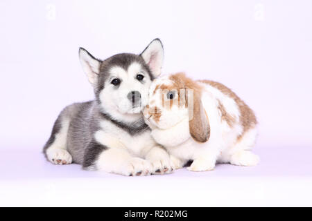 Alaskan Malamute. Puppy (6 weeks old) and Mini Lop bunny next to each other. Studio picture, seen against a pink background. Germany Stock Photo
