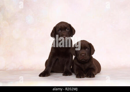 Labrador Retriever, Chocolate Labrador. Two brown puppies (7 weeks old) lying and sitting next to each other. Studio picture against a pink background. Germany Stock Photo