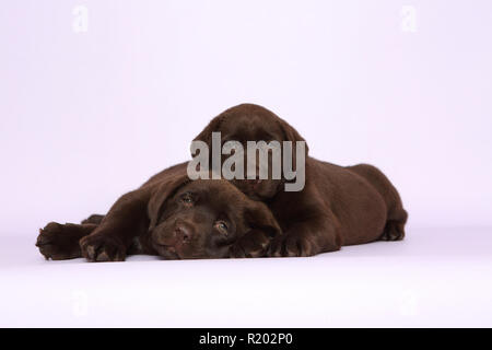 Labrador Retriever, Chocolate Labrador. Two brown puppies (7 weeks old) lying next to each other. Studio picture against a pink background. Germany Stock Photo