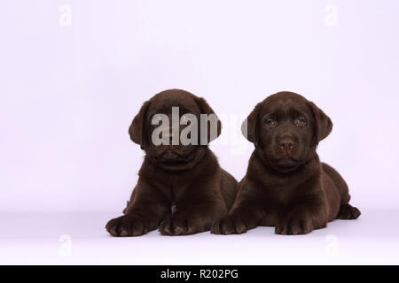 Labrador Retriever, Chocolate Labrador. Two brown puppies (7 weeks old) lying next to each other. Studio picture against a pink background. Germany Stock Photo