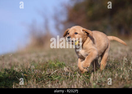Labrador Retriever. Blond puppy (6 weeks old) running on a meadow, with dandelion flower in its mouth. Germany Stock Photo