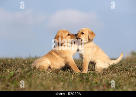 Labrador Retriever. Two blond puppies (6 weeks old) playing on a meadow. Germany Stock Photo