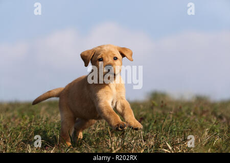 Labrador Retriever. Blond puppy (6 weeks old) running on a meadow. Germany Stock Photo