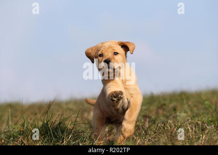 Labrador Retriever. Blond puppy (6 weeks old) running on a meadow. Germany Stock Photo