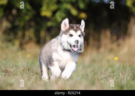 Alaskan Malamute. Puppy (6 weeks old) running on a meadow. Germany Stock Photo