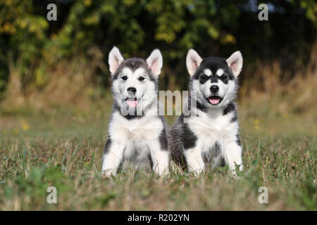 Alaskan Malamute. Two puppies (6 weeks old) sitting on a meadow. Germany Stock Photo