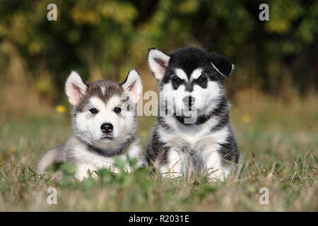 Alaskan Malamute. Two puppies (6 weeks old) sitting and lying on a meadow. Germany Stock Photo