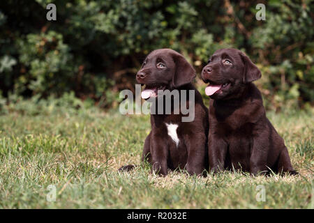 Labrador Retriever, Chocolate Labrador. Two brown puppies (7 weeks old) sitting on a meadow. Germany Stock Photo