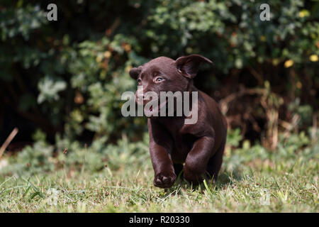 Labrador Retriever, Chocolate Labrador. Brown puppy (7 weeks old) running on a meadow. Germany Stock Photo