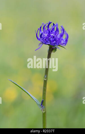 Round-headed Rampion (Aster alpinus), single flower. Hohe Tauern National Park, Carinthia, Austria Stock Photo