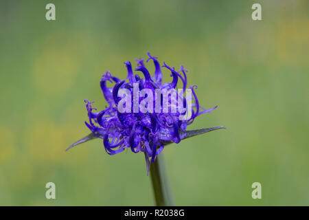 Round-headed Rampion (Aster alpinus), single flower. Hohe Tauern National Park, Carinthia, Austria Stock Photo