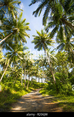 Beautiful landscape with a pathway surrounded by green palm trees, Phuket, Thailand. Stock Photo