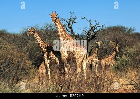 A group Angolan giraffes or Namibian giraffes (Giraffa camelopardalis angolensis) with calf at savanna, Etosha Nationalpark, Namibia, Africa Stock Photo