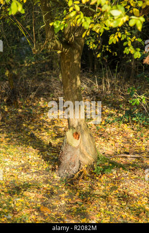 yellow fallen autumn leaves on the floor under the tree on a sunny autumnal day in England Stock Photo