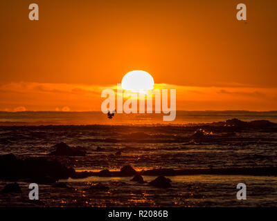 Sunrise seen from the beaches of Aberdeen with a Seagull flying. Stock Photo