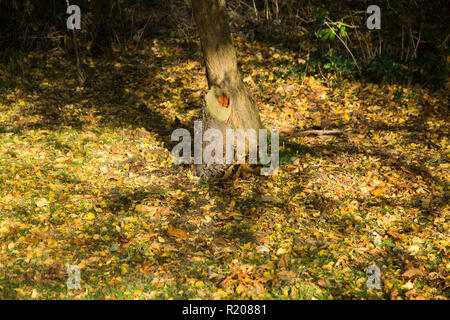 yellow fallen autumn leaves on the floor under the tree on a sunny autumnal day in England Stock Photo