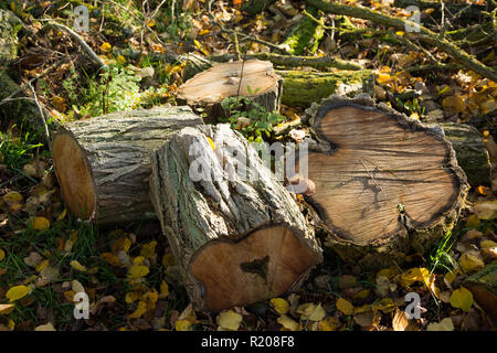 Chopped logs lying in a garden on a sunny autumnal day ready to be collected and chopped for firewood Stock Photo