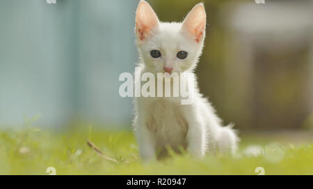 The white asian and thin kitten runs on a grass. Asian breed. Stock Photo