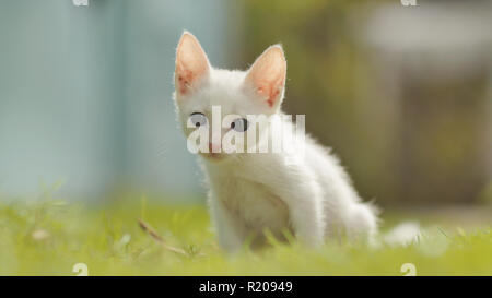 The white asian and thin kitten runs on a grass. Asian breed. Stock Photo