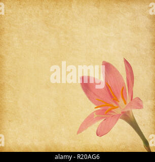 Old  paper texture with light pink lily Stock Photo
