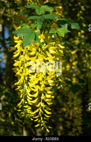 Common Laburnum (Laburnum anagyroides), close-up of the blooming tree during summertime Stock Photo