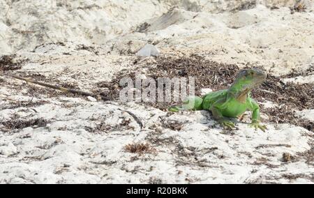 Iguana at the Florida Keys in winter time Stock Photo