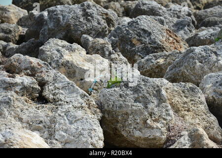 Iguana at the Florida Keys in winter time Stock Photo