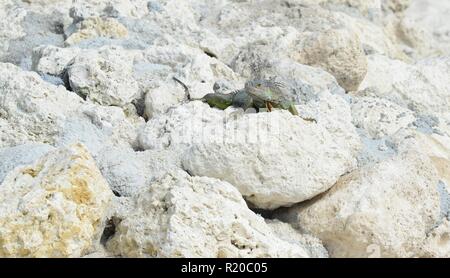 Iguana at the Florida Keys in winter time Stock Photo