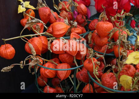 Winter Cherry, physalis peruviana fruits harvest. Physalis flowers, Ground Cherry or Winter Cherry in the autumn garden. Stock Photo