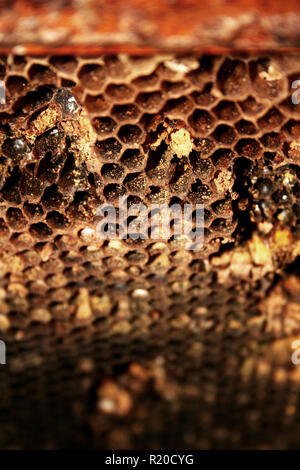 Macro shot of honeycombs. Stock Photo