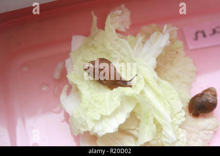 Snails Achatina on a cabbage leaf. Macro shot. Stock Photo
