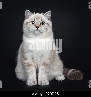 Super Cute Blue Tabby Point British Shorthair Cat Kitten Sitting