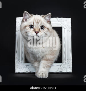 Super cute blue tabby point British Shorthair cat kitten standing through white photo frame, looking at camera with light blue eyes. Isolated on black