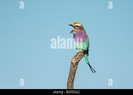 Lilac-breasted Roller (Coracias caudata), Moremi, Botswana Stock Photo