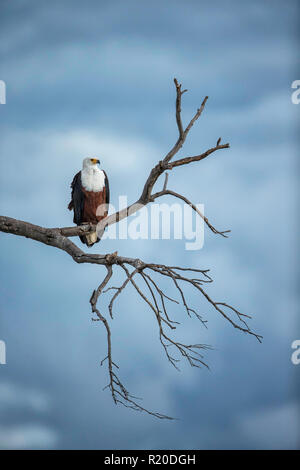African Fish Eagle (Haliaeetus vocifer), Savuti, Botswana, Africa Stock Photo
