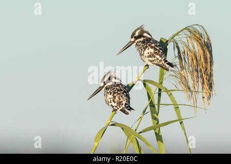 Pied Kingfisher (Ceryle rudis), Chobe River, Botswana Stock Photo