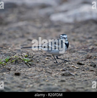 Pied Wagtail, Motacilla alba, At Martin Mere Stock Photo