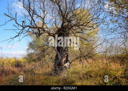 Old dead willow tree. Burnt tree bark. Stock Photo