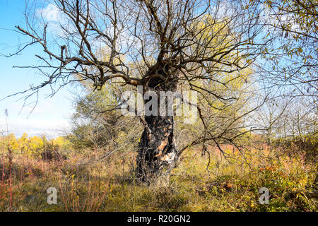 Old dead willow tree. Burnt tree bark. Stock Photo