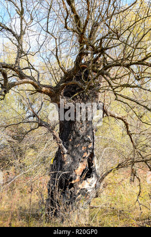 Old dead willow tree. Burnt tree bark. Stock Photo