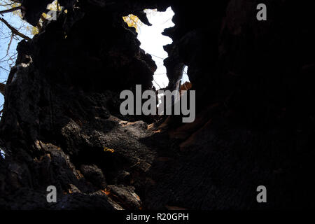 Inside a burnt tree trunk. Hollow in the trunk of a willow. fire in the forest Stock Photo