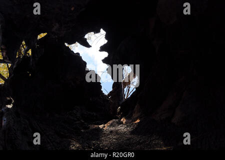 Inside a burnt tree trunk. Hollow in the trunk of a willow. fire in the forest Stock Photo