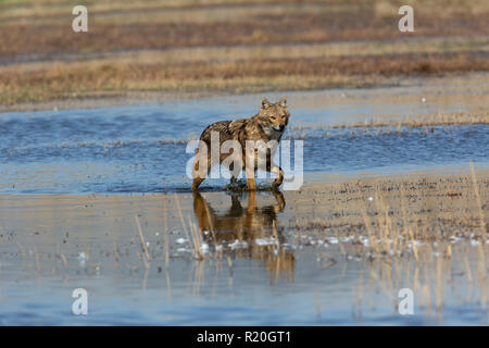 Golden Jackal (Canis aureus), also called the Asiatic, Oriental or Common Jackal, Photographed in Hula valley, Israel Stock Photo