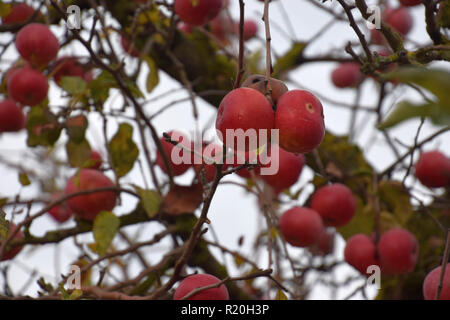 apple tree in november, ripe big red apples on the tree without leaves as an autumnal background Stock Photo