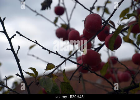 ripe big red apples on the tree without leaves as an autumnal background, macro shot of red apples on the tree in november Stock Photo