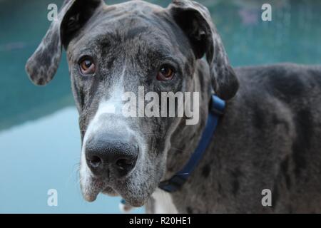 Close up of Merle Great Dane face by the pool Stock Photo