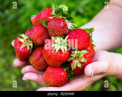 Berries large strawberries lie on the palms Stock Photo