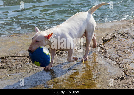 Dog of breed Miniature Bull Terrier (sequence several photos). Short hair and white (clear). Jumping to play in the water (sea) with ball (ball) on su Stock Photo