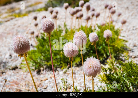 Close up of Western anemone (Anemone occidentalis) gone to seed on the slopes of Sierra Nevada mountains, Sequoia National Park, California Stock Photo