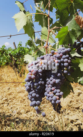 Tuscan vineyard with red grapes ready for harvest. Stock Photo